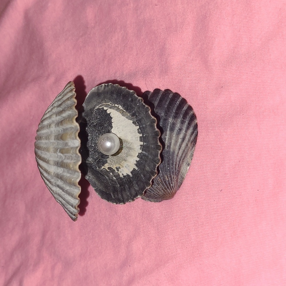 Clam art